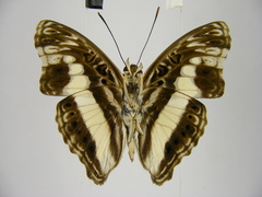 Euptera neptunus