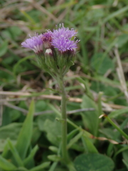 Cyanthillium maritimum