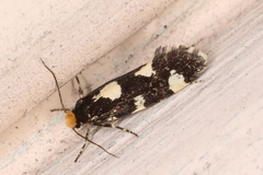 Triaxomera fulvimitrella