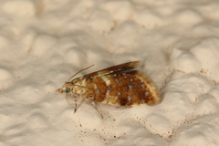 Pseudargyrotoza conwagana