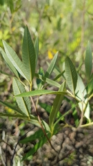 Searsia angustifolia
