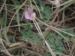 Tephrosia obovata