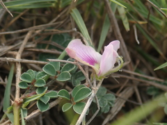 Tephrosia obovata