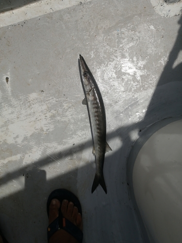 Mexicaanse barracuda (Sphyraena ensis) — Sphyraenidae — 3