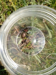 Carabus cancellatus