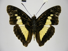 Euptera neptunus