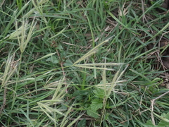 Chloris divaricata cynodontoides