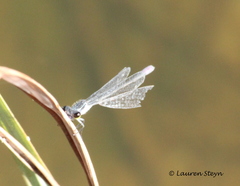 Pseudagrion makabusiense
