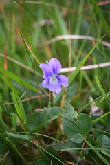 Rostratae