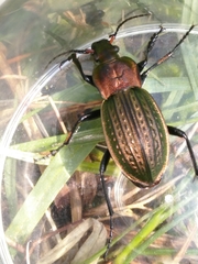Carabus cancellatus