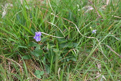 Rostratae