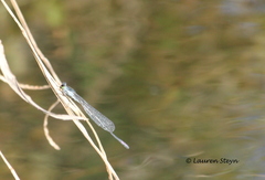 Pseudagrion makabusiense