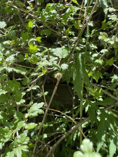 Ribes burejense, photograph 6