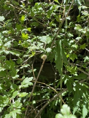 Ribes burejense, photograph Jane Charlen, CC BY, iNaturalist via GBIF