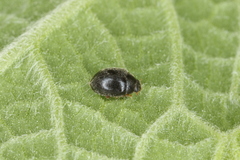 Scymnus rubromaculatus