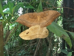 Sphingognatha asclepiades