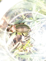 Carabus cancellatus