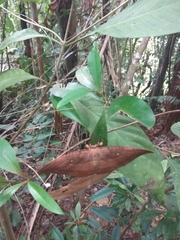 Sphingognatha asclepiades