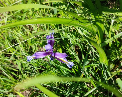 Iris graminea (Iris graminea)
