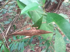 Sphingognatha asclepiades