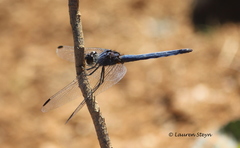 Trithemis dorsalis