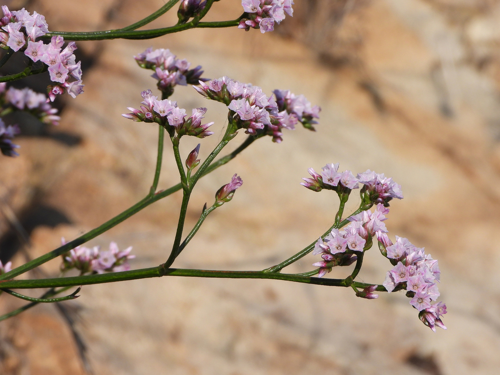 Limonium franchetii