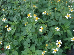 Bidens alba