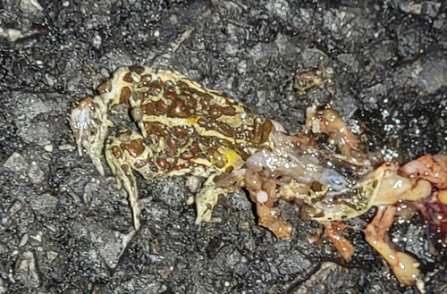 Mongolian Toad