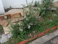 Erigeron bonariensis