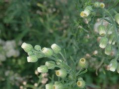 Erigeron bonariensis