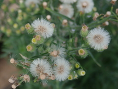 Erigeron bonariensis