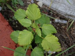 Malvastrum coromandelianum