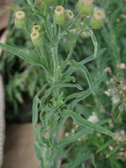 Erigeron bonariensis