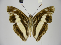 Euptera neptunus