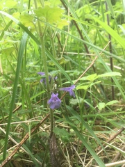 Glechoma hederacea