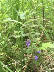 Glechoma hederacea