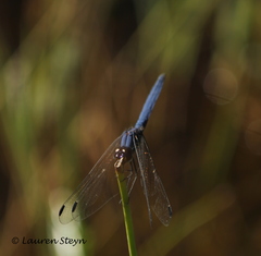 Trithemis dorsalis