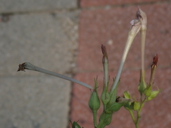 Nicotiana plumbaginifolia