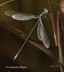 Lestes plagiatus