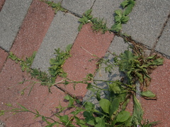 Nicotiana plumbaginifolia