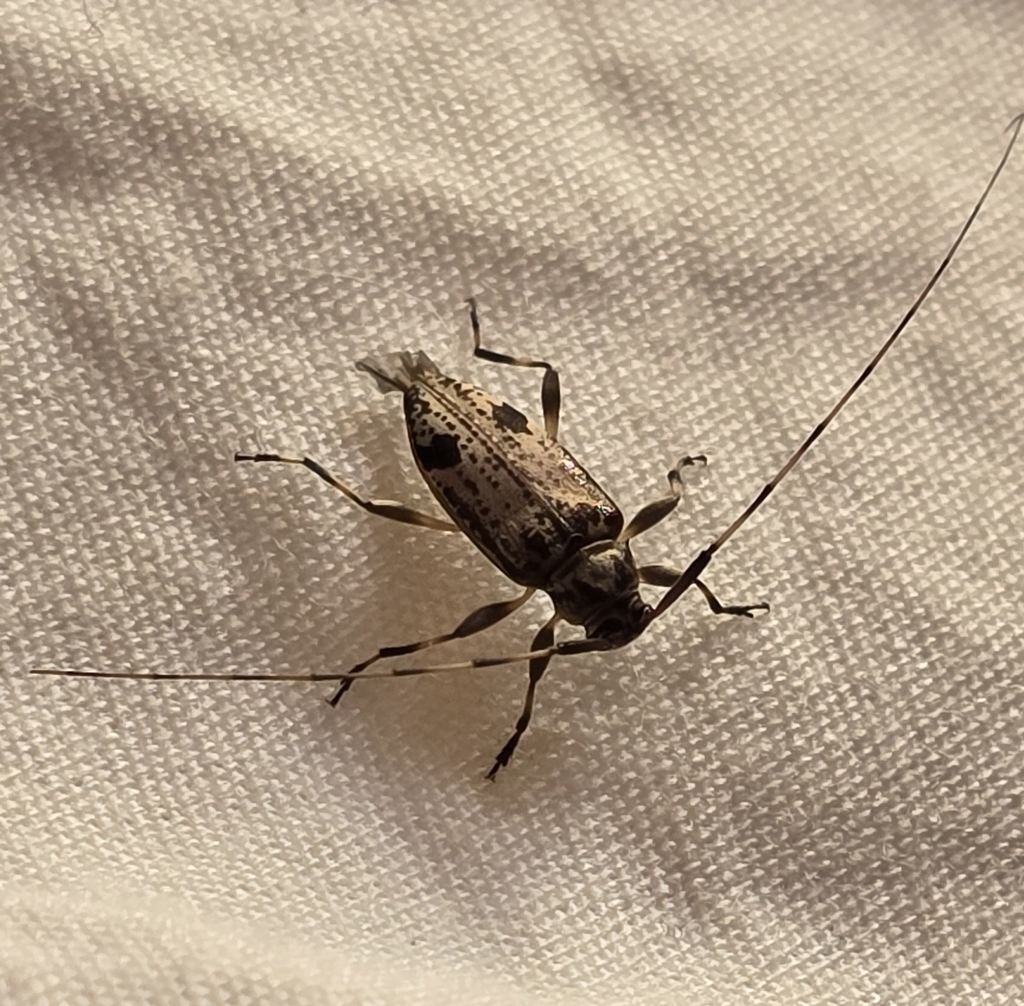 Hyperplatys pusillus