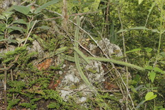 Selenicereus spinulosus