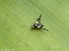Sphaeniscus atilius