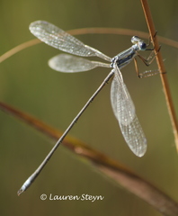 Lestes plagiatus