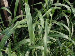 Sorghum halepense