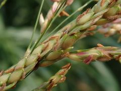 Sorghum halepense