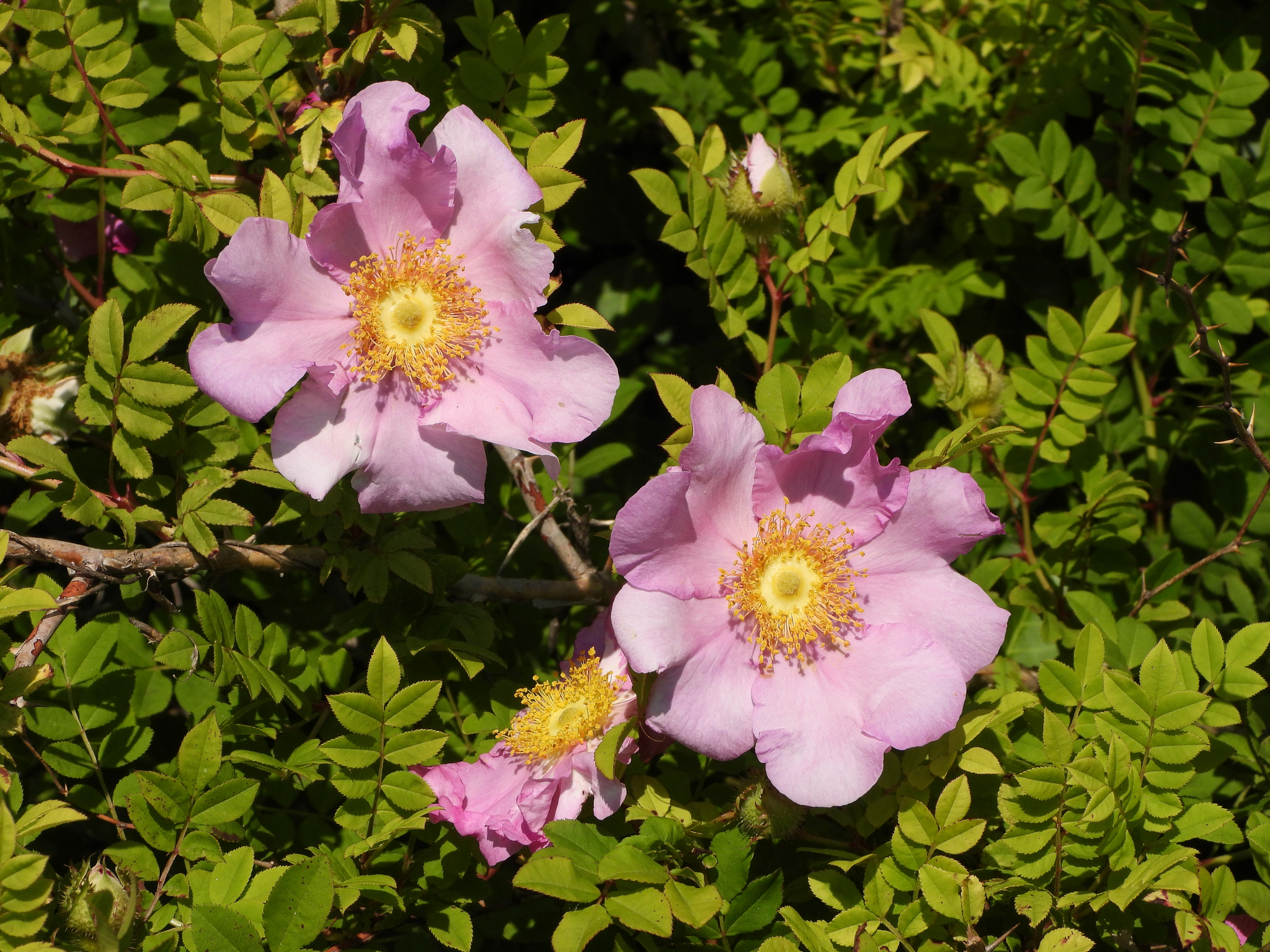 Burr Rose (Rosa roxburghii) · iNaturalist Burr Rose (Rosa roxburghii) · iNaturalist