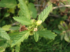 Malvastrum coromandelianum