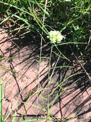 Asclepias stenophylla