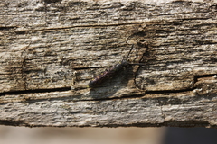 Monosapyga clavicornis